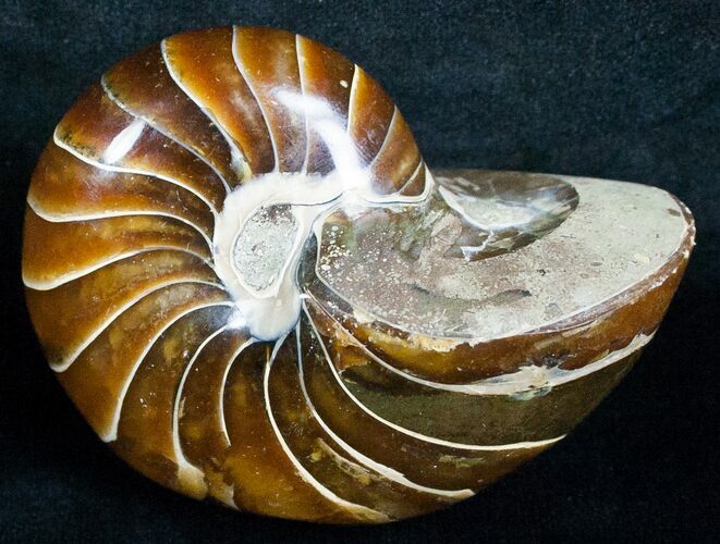Gorgeous Nautilus Fossil - Madagascar #6422